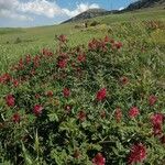 Sulla coronaria Hábito