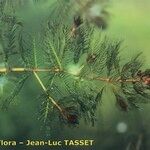 Myriophyllum verticillatum Прочее