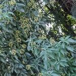 Alstonia scholaris Kvet