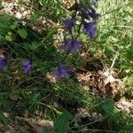 Delphinium fissum Blüte