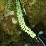 Asplenium trichomanes L.পাতা