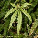 Adiantum hispidulum Blatt