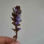 Glechoma hederacea Alkat (teljes növény)