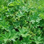 Alchemilla subcrenata Feuille