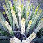 Euphorbia canariensis Feuille