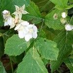 Rubus x uncinellus Flower