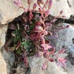 Rosularia sempervivum Habitat