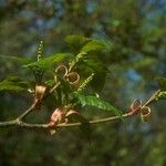 Acer capillipes Folha