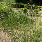 Poa pannonica Leaf