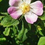 Rosa squarrosa Flor