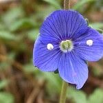 Veronica fruticans Flor