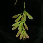 Acer acuminatum Folha