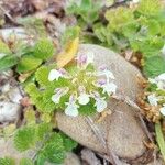 Teucrium pyrenaicumBlodyn