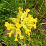 Primula verisFloare