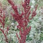 Rumex aquaticus পাতা