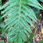 Polystichum × bicknellii