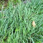 Hordeum bulbosum Staniste