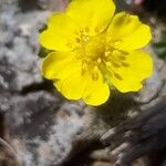 Potentilla verna Flower