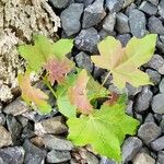 Liquidambar formosana Φύλλο