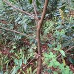 Prunus laurocerasus বাকল