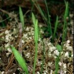 Ophioglossum lusitanicum Хабит