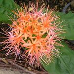 Scadoxus multiflorus Virág