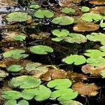 Nymphoides peltata Blad