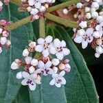 Viburnum davidi Цветок