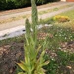 Himantoglossum hircinum Leaf