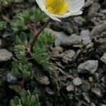 Ranunculus glacialis Folha