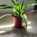 Dracaena fragransLeaf