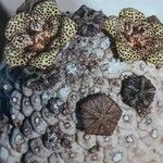 Larryleachia picta Flors