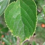 Celtis sinensis Leaf