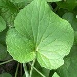 Valeriana tripteris Leaf