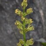 Tofieldia calyculata Flor