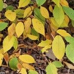 Ostrya virginiana Leaf