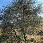 Vachellia etbaica Hábito