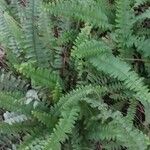 Nephrolepis cordifolia Blatt