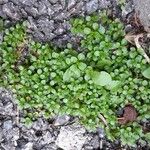 Polycarpon tetraphyllum Habit