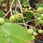 Aronia arbutifolia Fruit