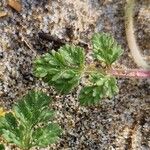 Daucus pumilus Jani