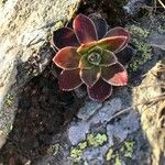 Saxifraga cotyledon 葉