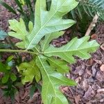 Quercus austrina Лист