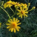 Senecio pterophorus ফুল