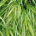 Hakonechloa macra Frunză