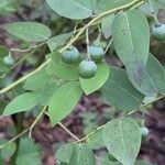 Phyllanthus reticulatus Folio