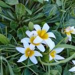 Crocus sieberi Blüte