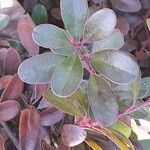 Arctostaphylos uva-ursi Листок