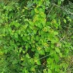 Cynanchum insipidum Habitus
