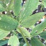 Desmodium canadenseYaprak